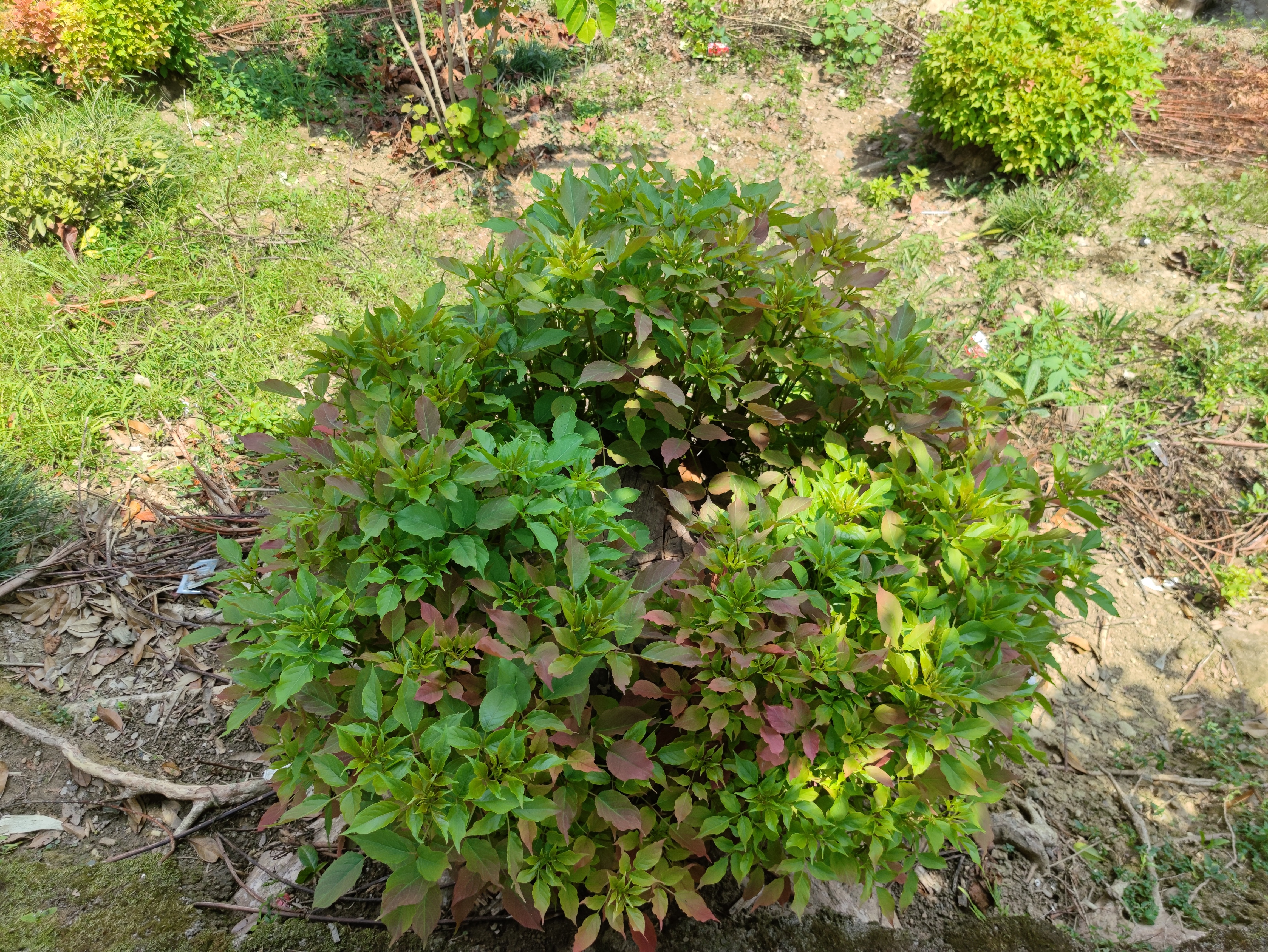 新地图屋山怎么进啊？                    