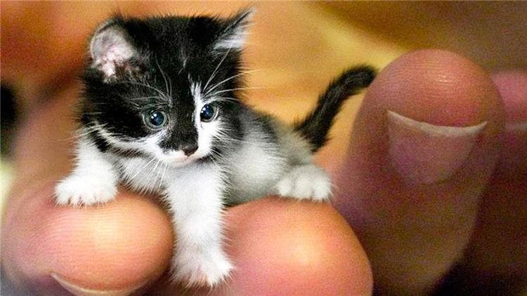 世界上最小的猫,身高只有5.25英寸,放在手上还没有一个巴掌大!