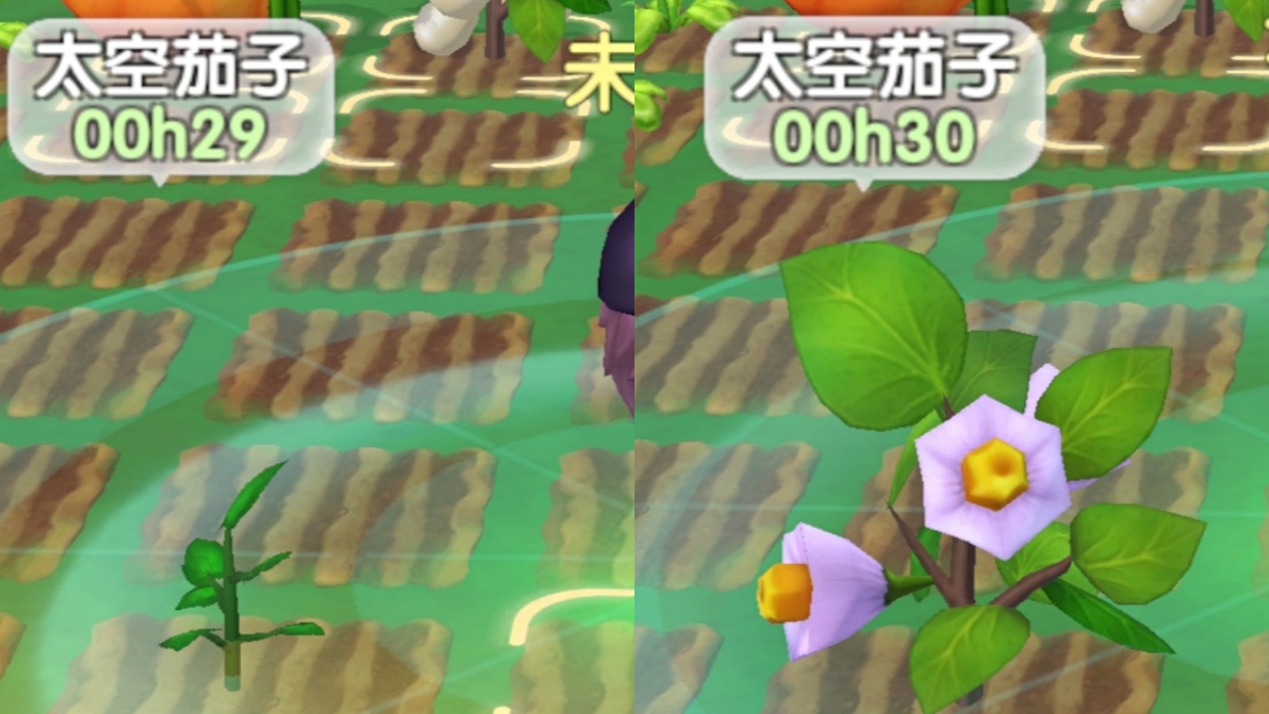 如何种出变异蔬菜