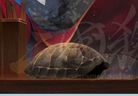 【皮肤赏析】杨仪—作死小能手