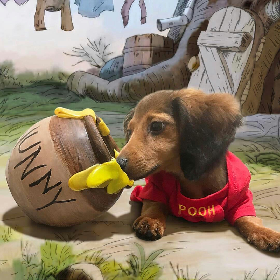 夏日宠物出街穿搭图鉴（一）