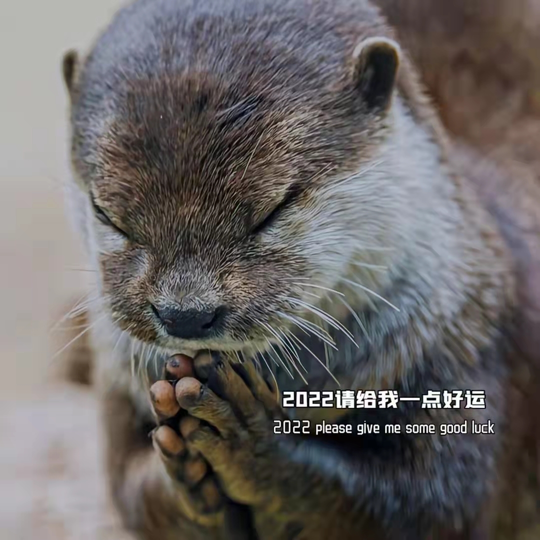 天使之战加油加油加油