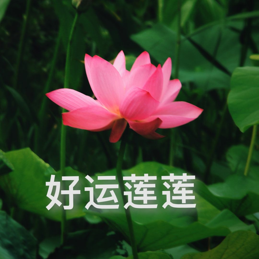 哈利波特#头像分享#