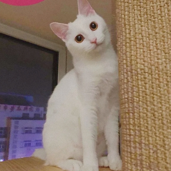 #新年愿望#希望塞纳的身体赶快好起来，塞纳是我养的流浪猫