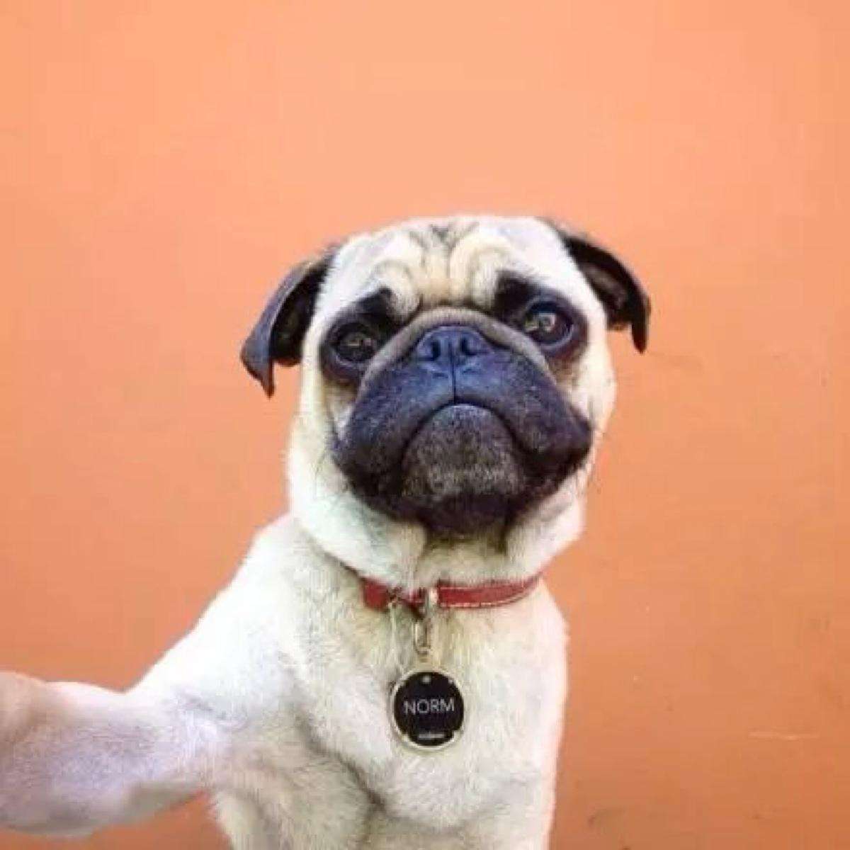 活动】赢奖励,晒出主子的可爱表情~ - 我的汉克狗活动-小米游戏中心