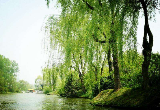 【福利活动】来pick你最喜欢的树，参与即有奖，更有幸运好礼