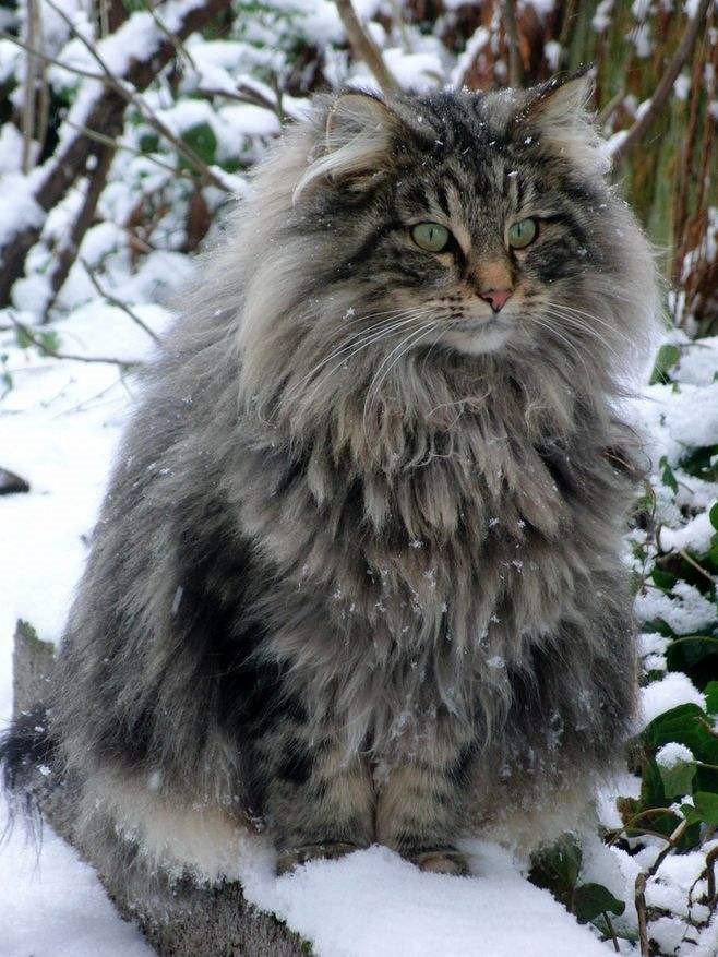 【话题】猫咪种类大解析—挪威森林猫