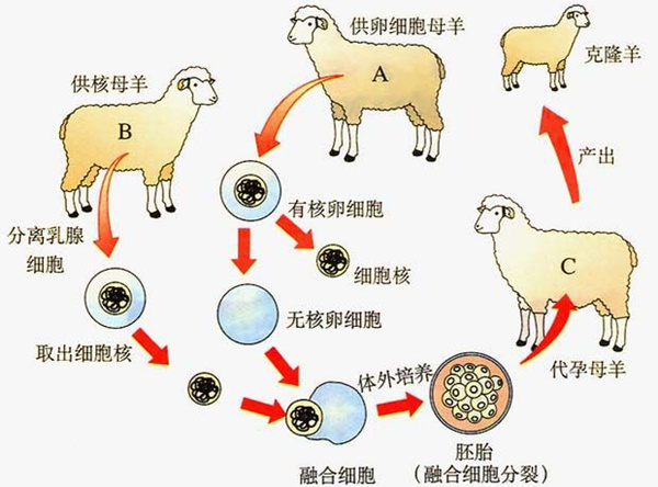 【话题】汤姆猫给你介绍新朋友~