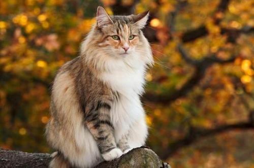 【话题】猫咪种类大解析—挪威森林猫
