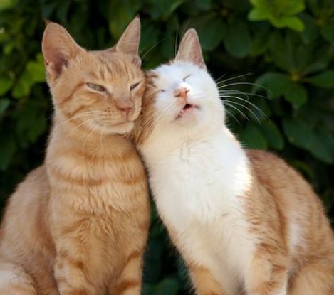 【秀恩爱晒图专场】5.20，甜蜜的狗粮来袭！