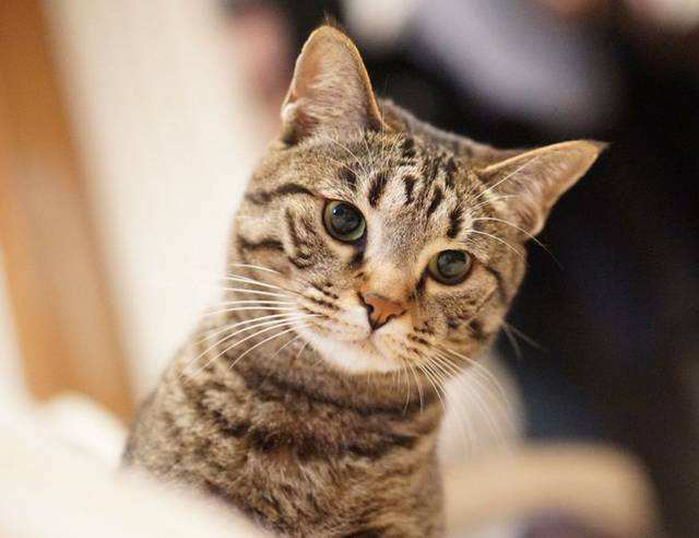 【话题】中国本土猫之中国狸花猫