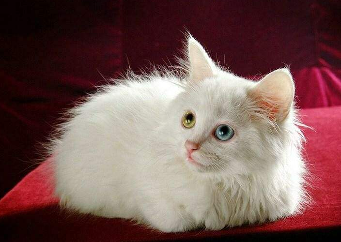 【话题】关于猫星人的一些秘密一