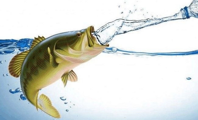 你知道鱼会口渴吗？