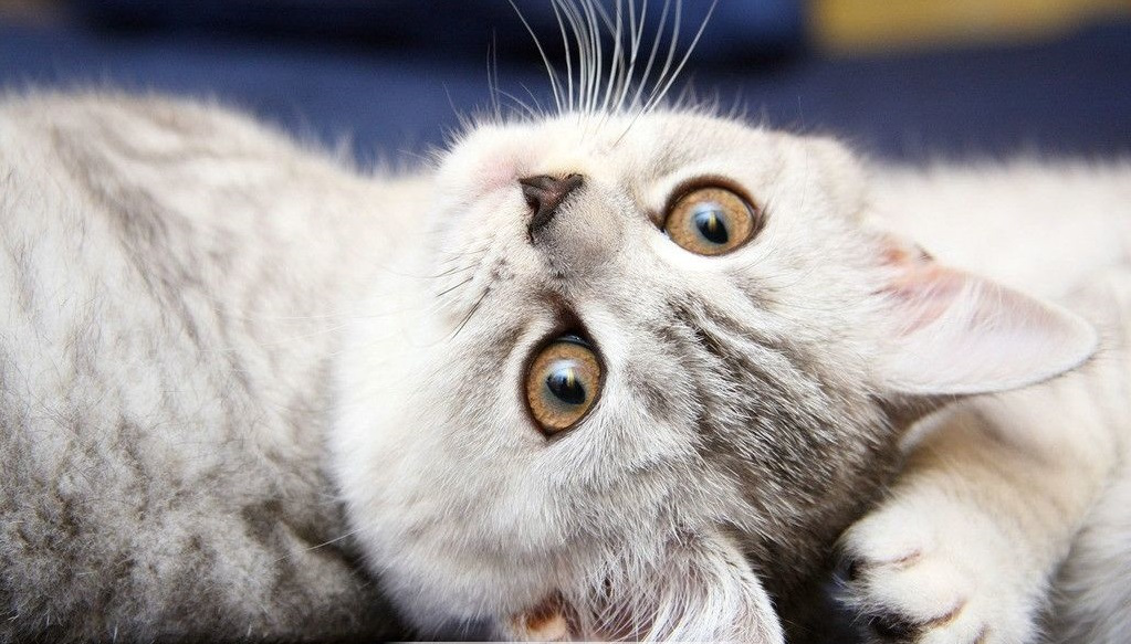 【话题】猫咪的眼睛会变色吗