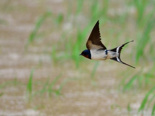 双十一大出血抱歉我们养猫人从不剁手