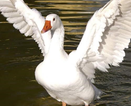 为什么蛇会怕鹅呢