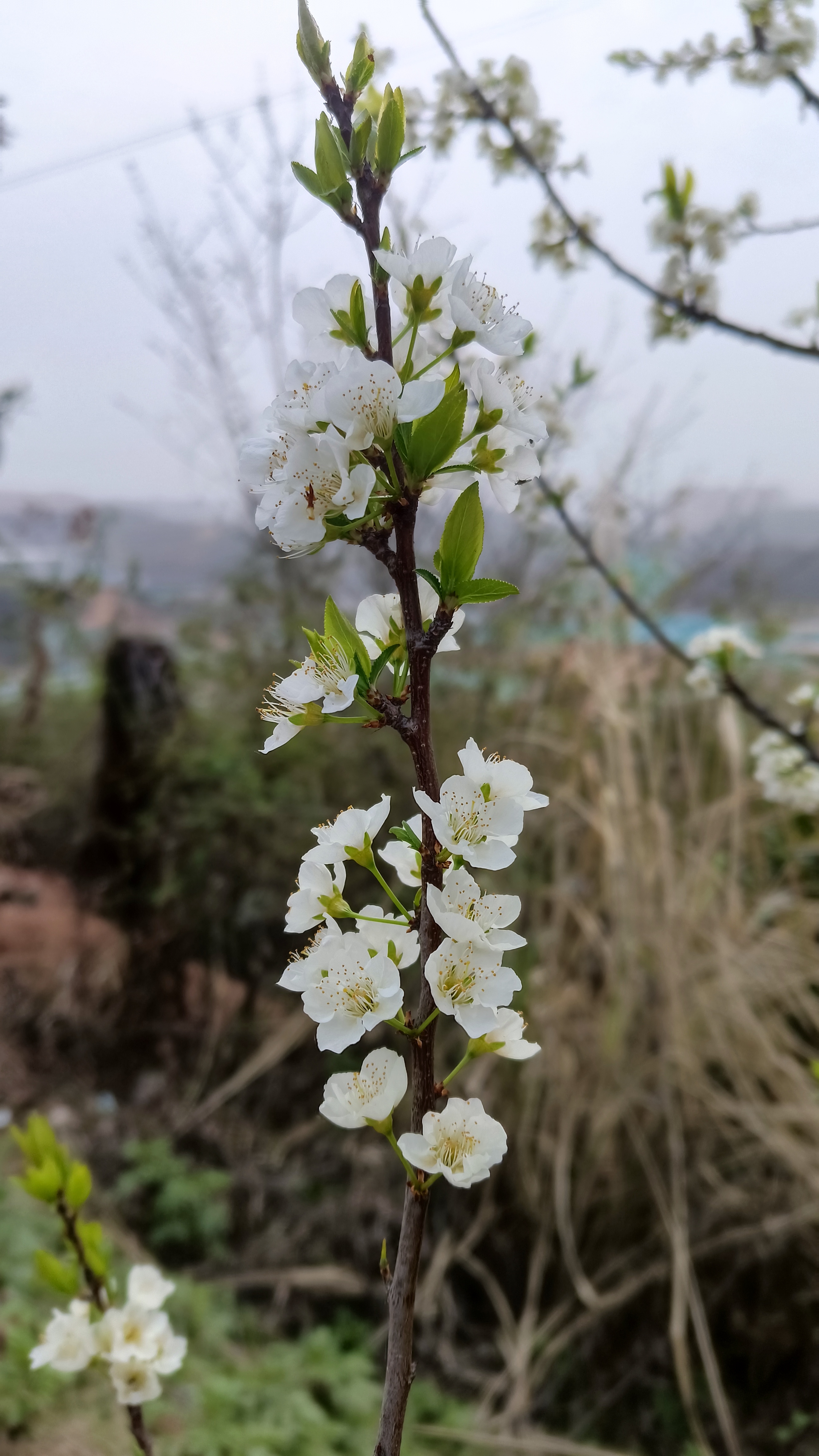 说能告诉我怎么离婚呀，对方都3天没上线啦，着急呀