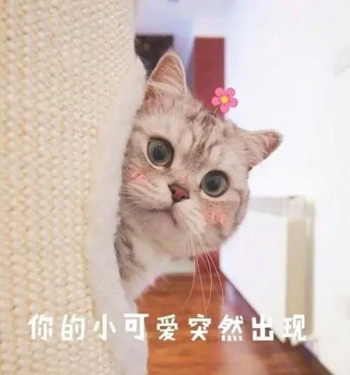 神秘高贵优雅又好看！妹妹说她最喜欢紫色，少侠你呢？