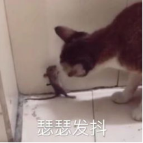 【射雕群侠谱】什么？梅超风本名叫梅若华，还跟黄药师有暧昧？