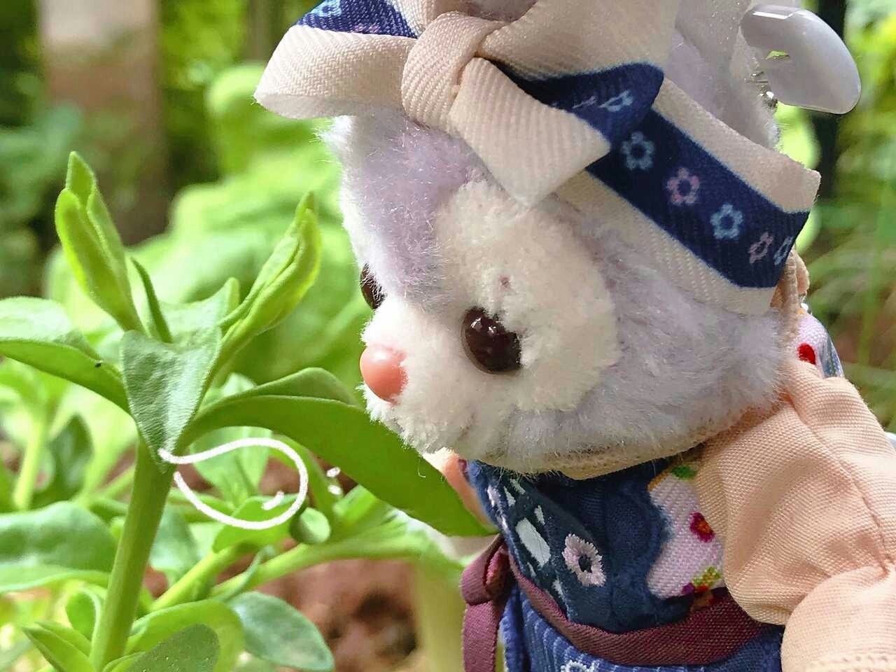 出来踏青的星黛露