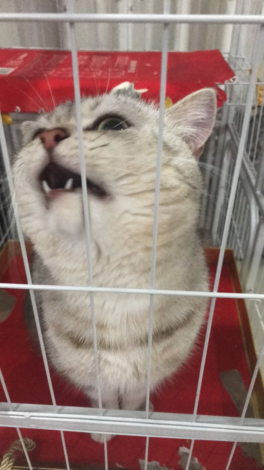 捡了一只猫