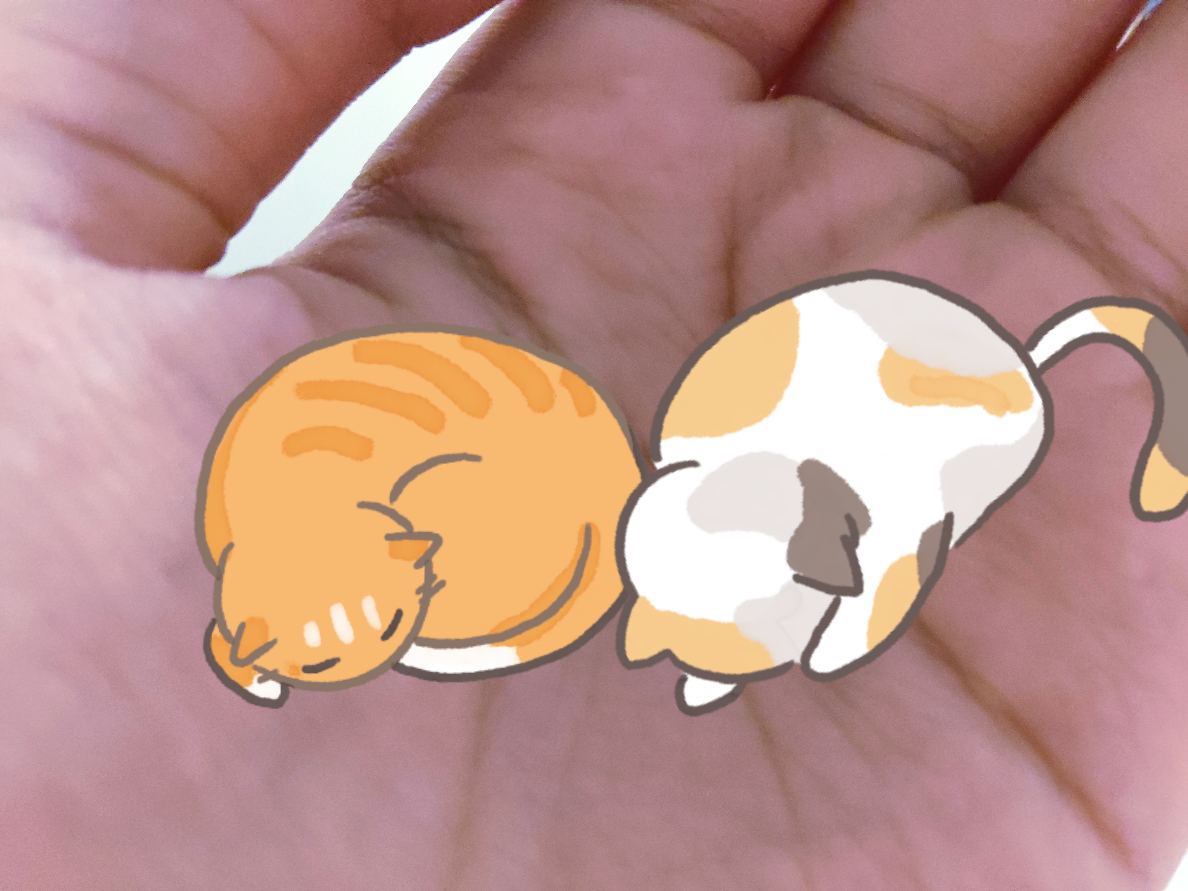 朕的妃子(猫)