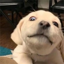 有人能告诉我这个表情包有什么用吗？