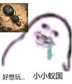 我们应该选择哪种蚂蚁勒?