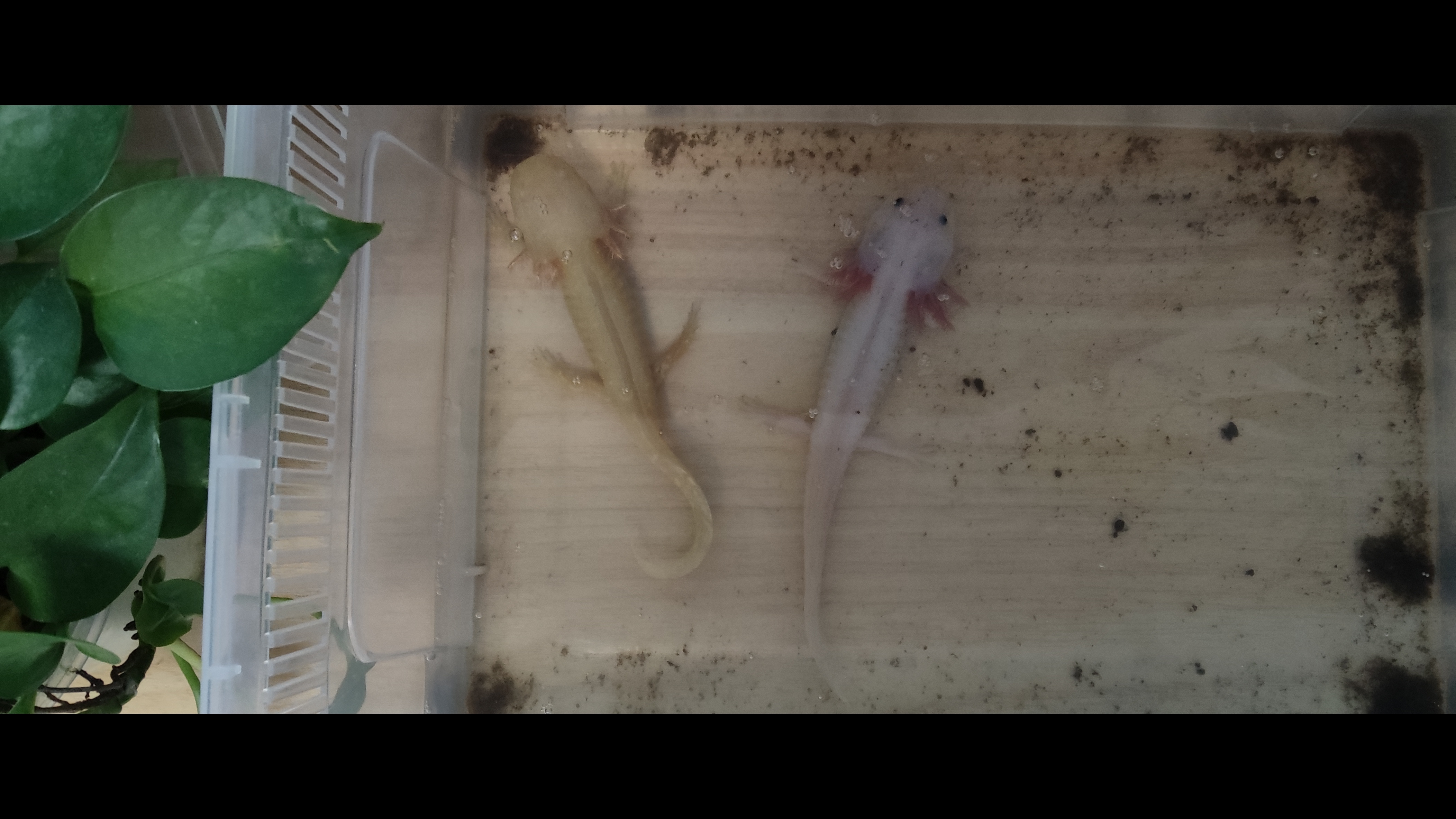 我虽然没有抓到美西螈，但我养了两只真的美西螈。