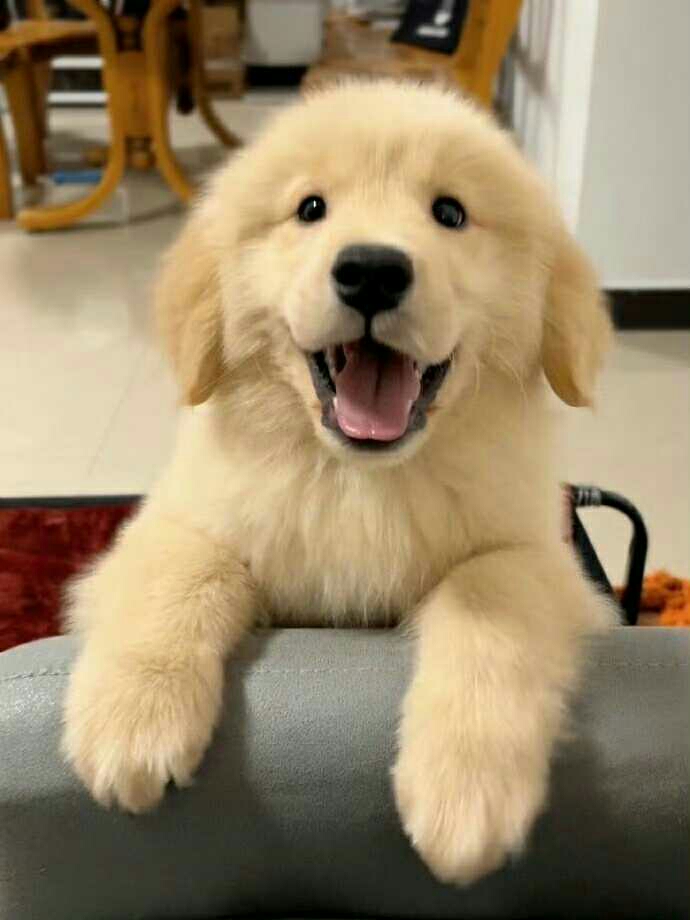 可爱修勾◍˃ᵕ˂◍