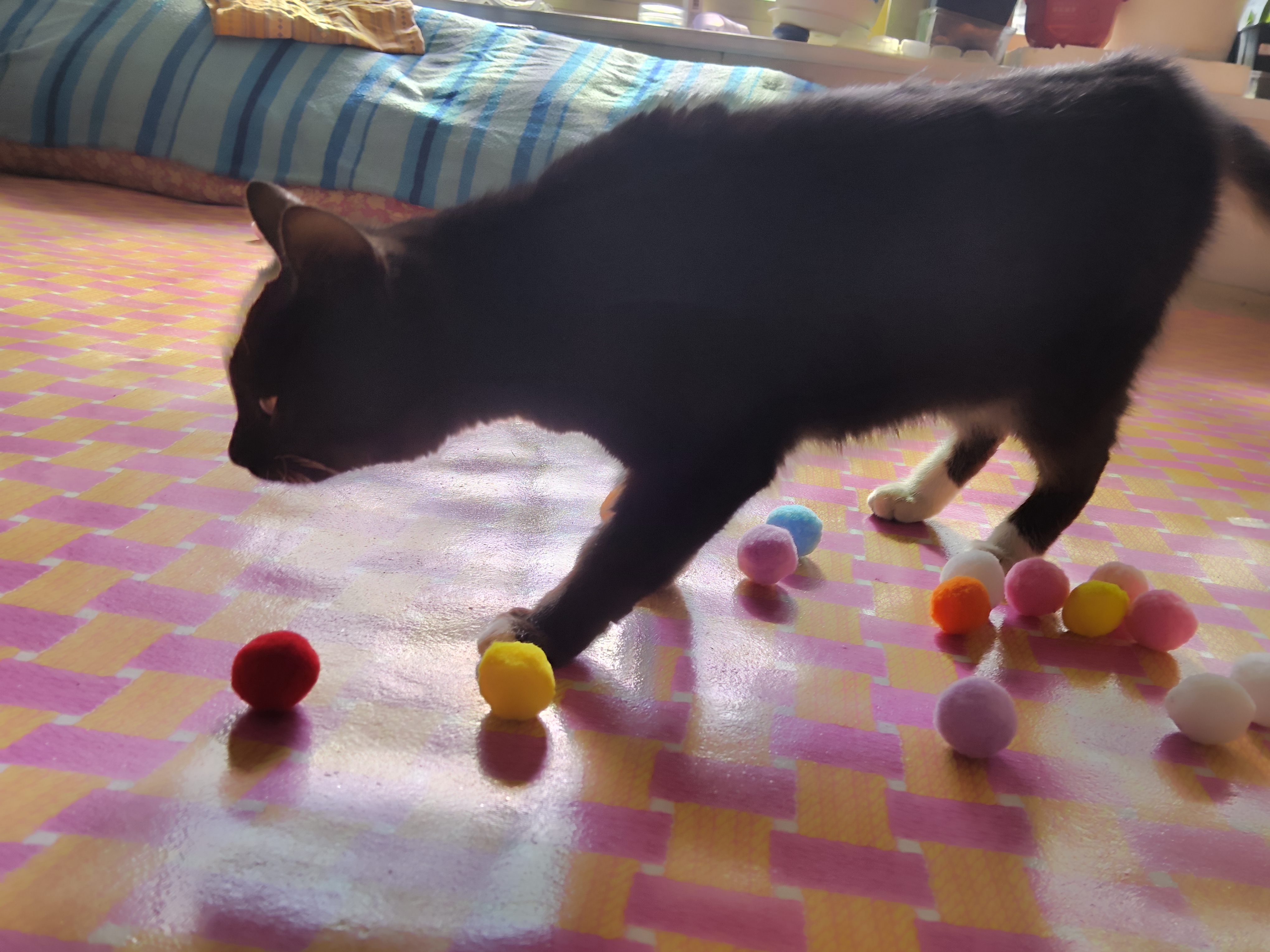 给大家晒一晒我的小猫咪🐱