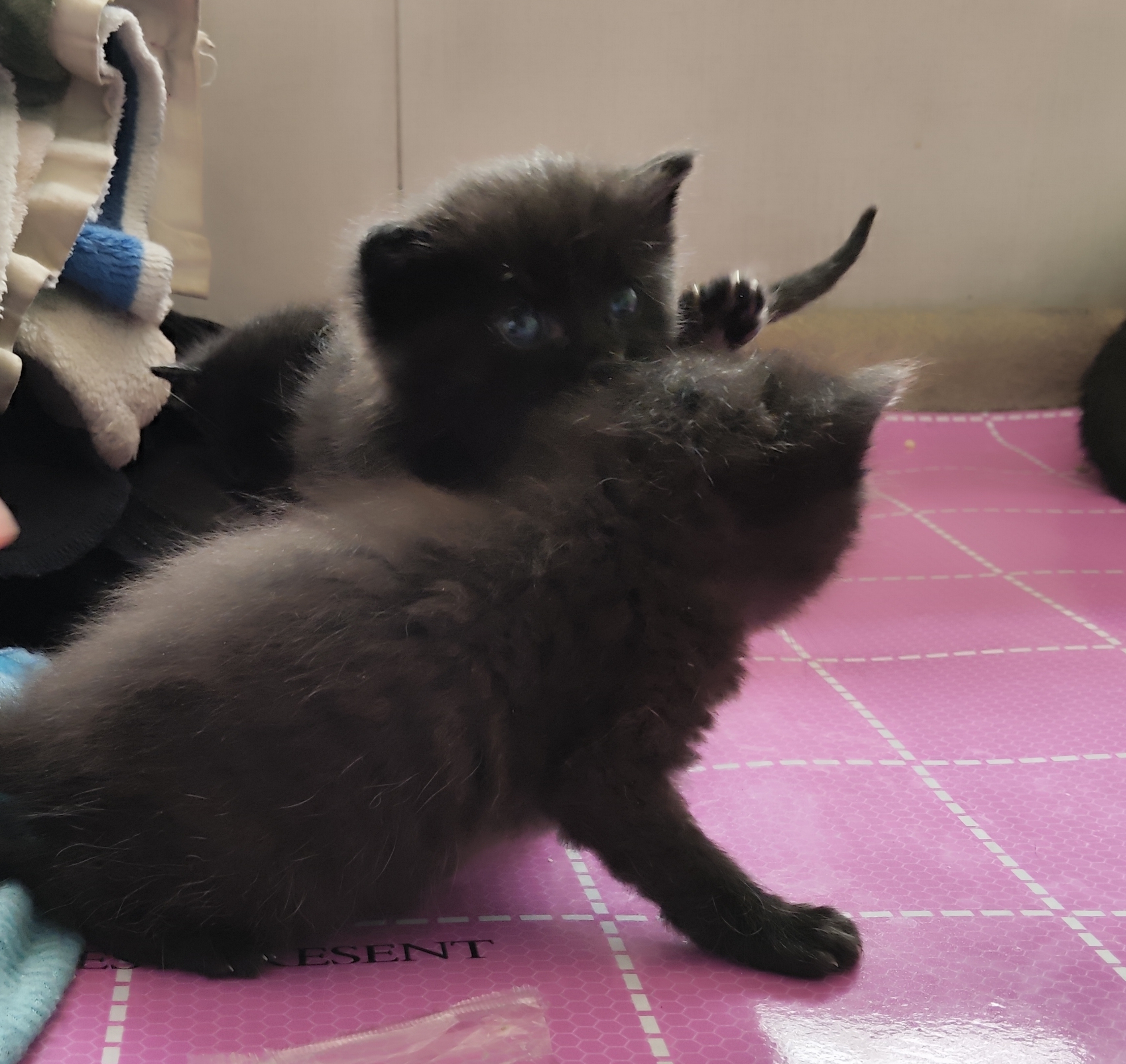 你好，我会举手手