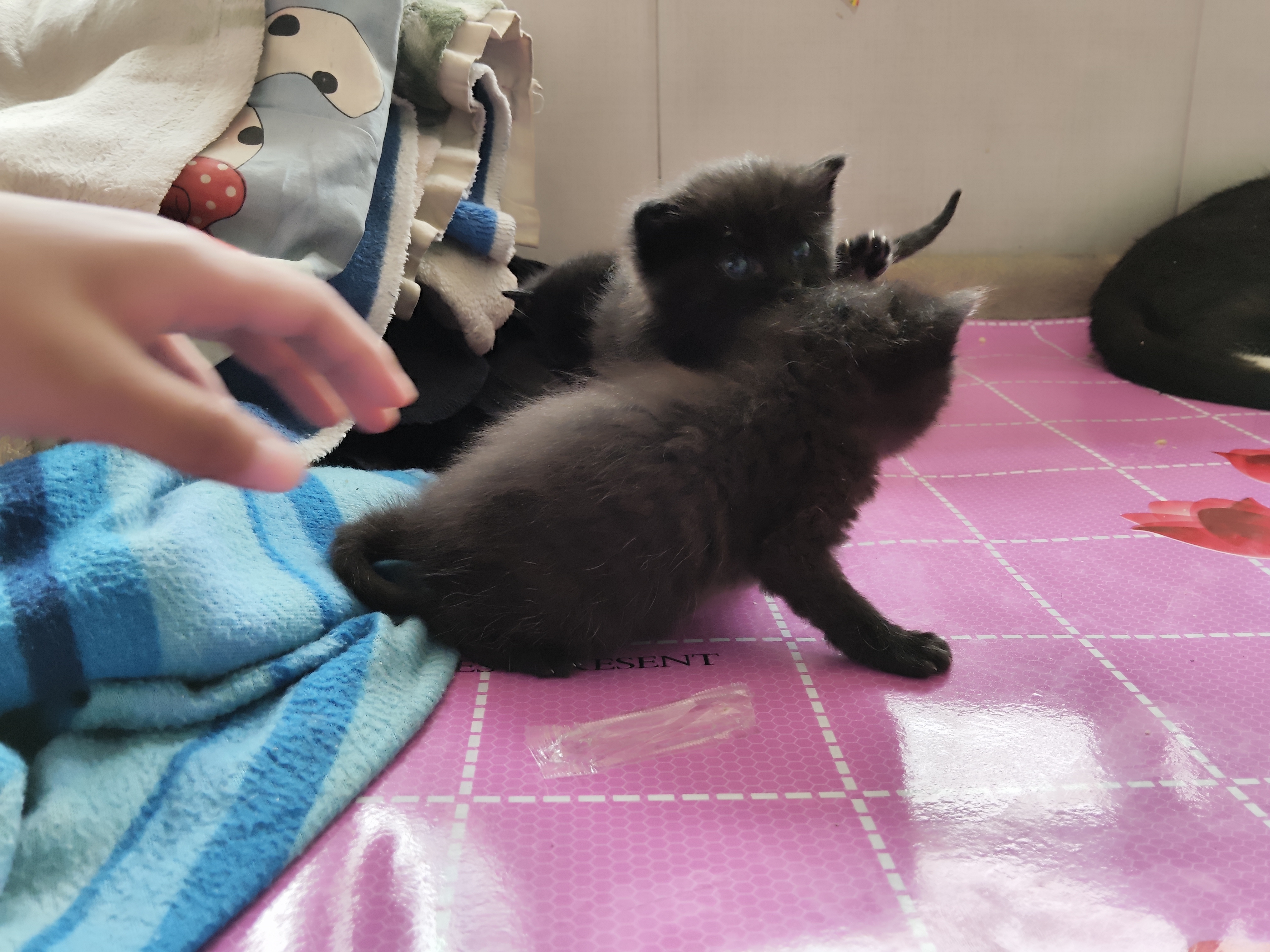 猫下崽这个