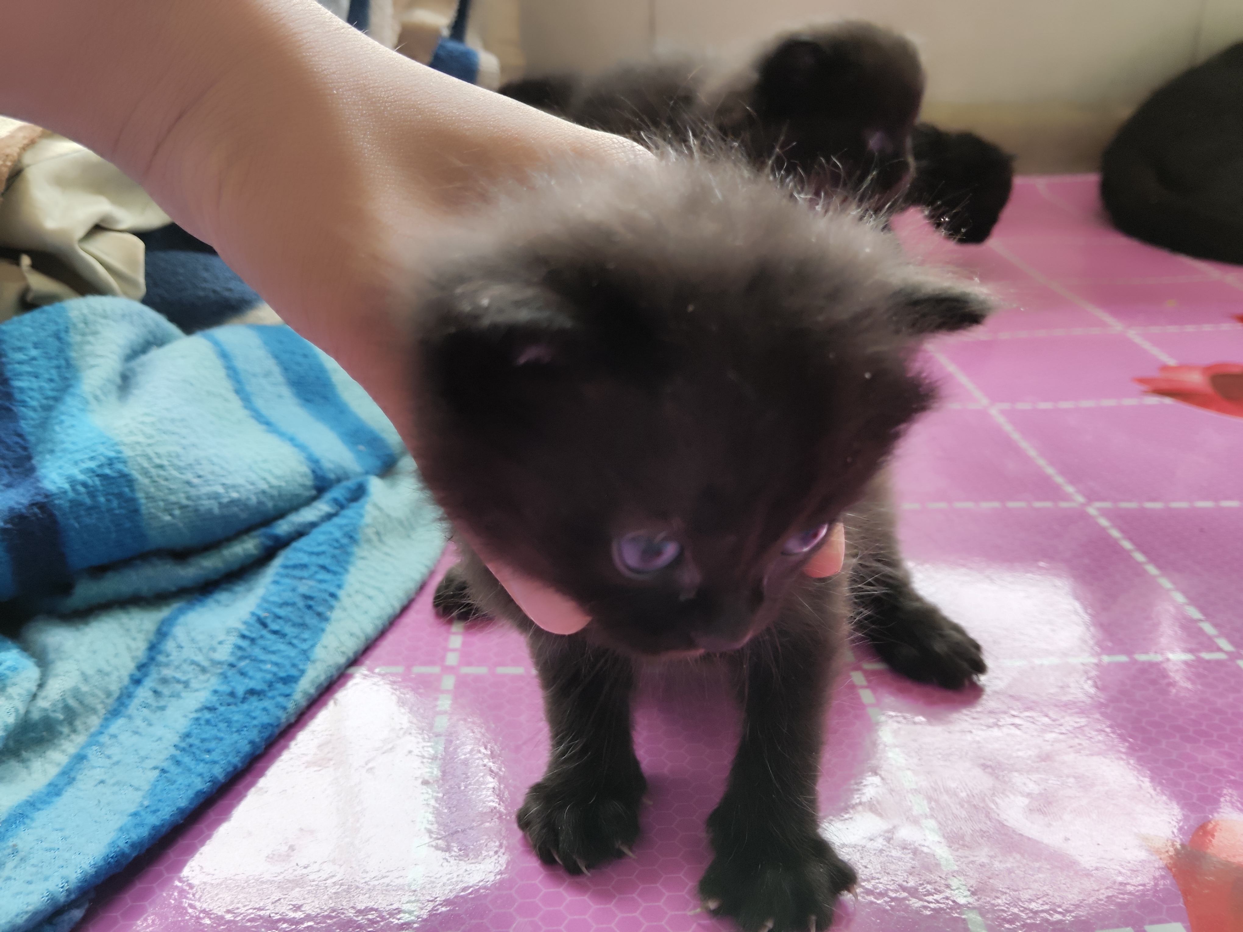 猫下崽这个