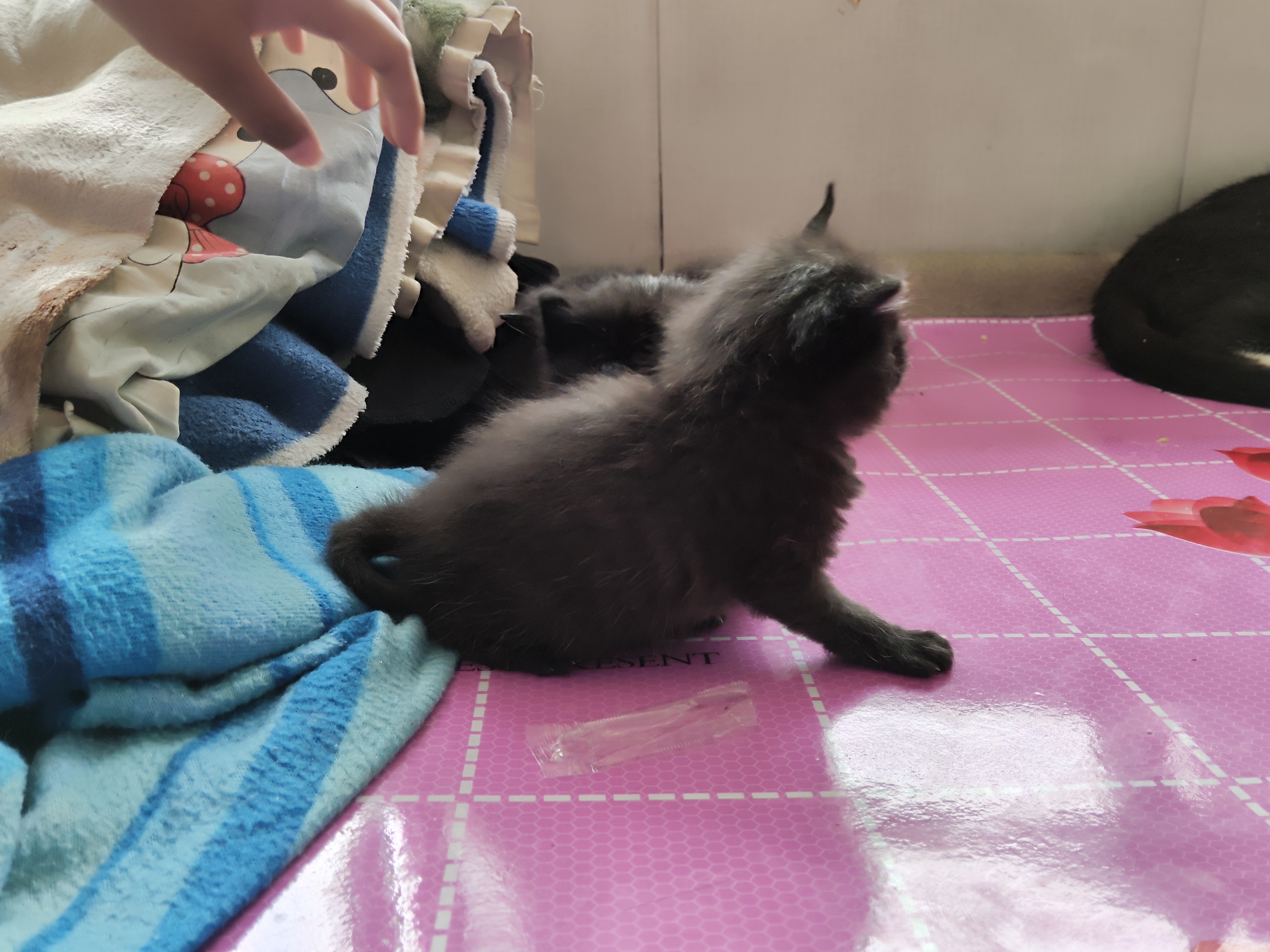 猫下崽这个