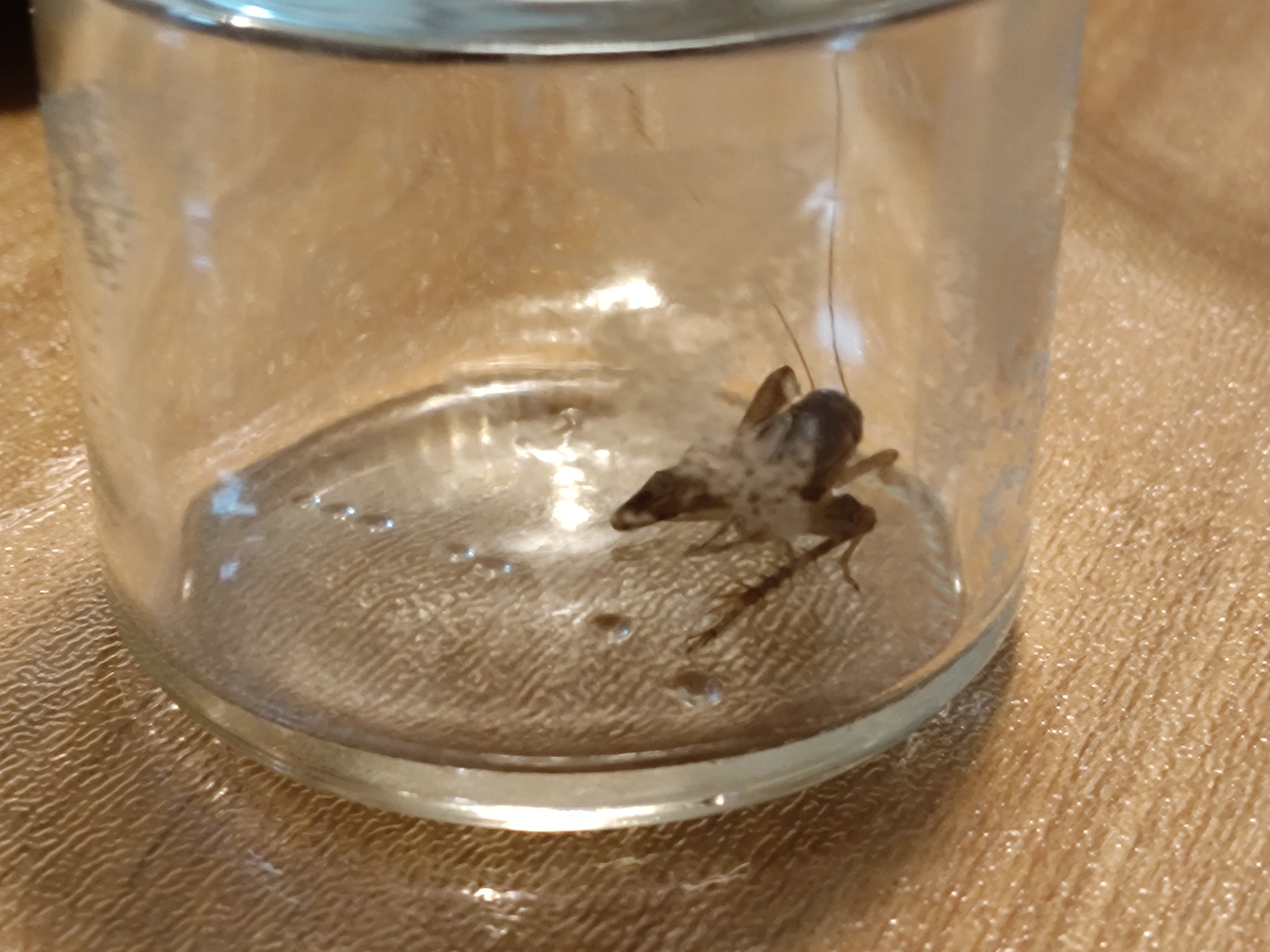 捉到一只蛐蛐